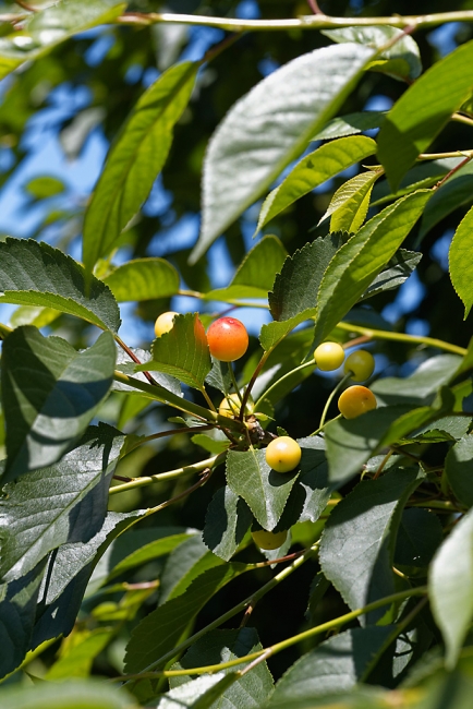 Jardin Botanique de la Bastide-025